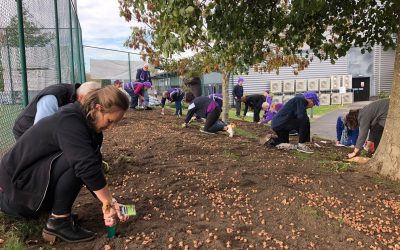 crocus planting world polio day