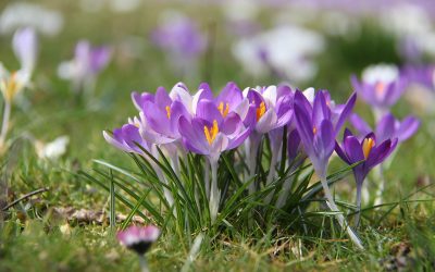 Crocuses